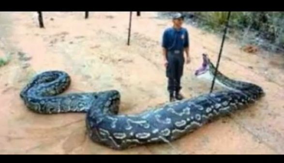 驚くほど巨大なヘビの画像いろいろ Youtube動画ぴっく