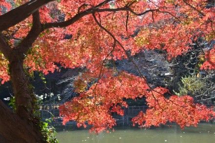 井の頭公園の紅葉 岡野久美子 ブログ