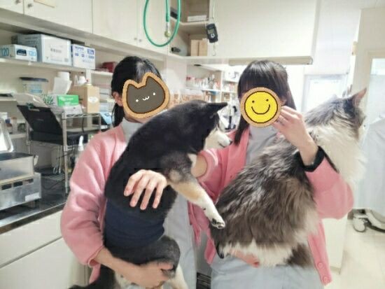 大きい猫 ショコラ 黒柴じじの徒然日誌