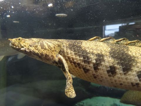 ポリプテルス エンドリケリー コンギクスのブリード個体 Ys Aqua