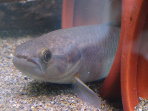 ポリプテルス 混泳のすゝめ パープルレインボー ホーリー編 Ys Aqua