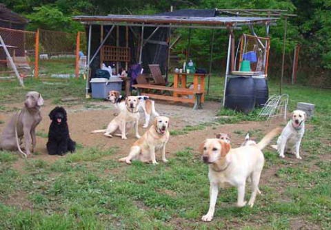犬社会のルール １ 群れの中の順位 ジャーマンシェパード3代目 遊 との日々