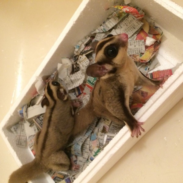 Introduce Foo Moo フクロモモンガ Y S Pleasant Day 爬虫類 エキゾチックアニマルblog