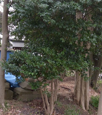 漬物石マーシャ 春のにおい 猫花逍遥