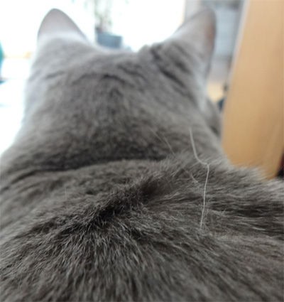 長い白髪 プチトマト 猫花逍遥