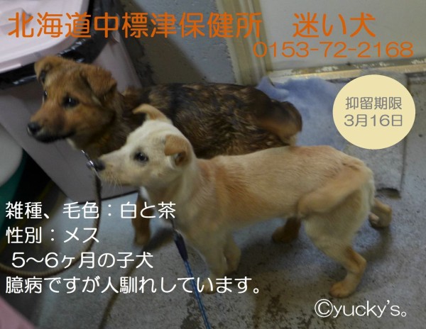 中標津保健所 迷い犬3匹 Yucky S