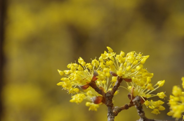 お写ん歩 西宮市鳴尾の寿公園の山茱萸（3月7日） : 六さんのお写ん歩