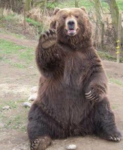 夫がクマに襲われた 山菜採りの６０代男性死亡 夫婦で分かれて作業中 ちゃんねるムカイ