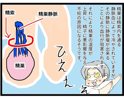 不妊治療体験記26 精索静脈瘤 男性不妊原因１位であり2人目不妊の8割はこれが原因 家族絵日記ひまわりといっしょ