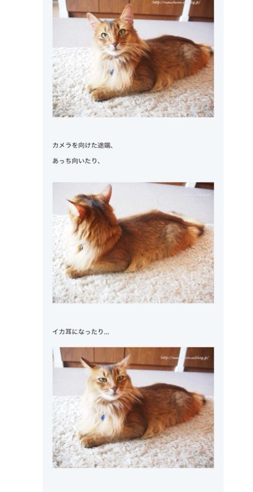 パン にゃんこ 暮らし 丁寧なヨガ暮らし まつながゆうき