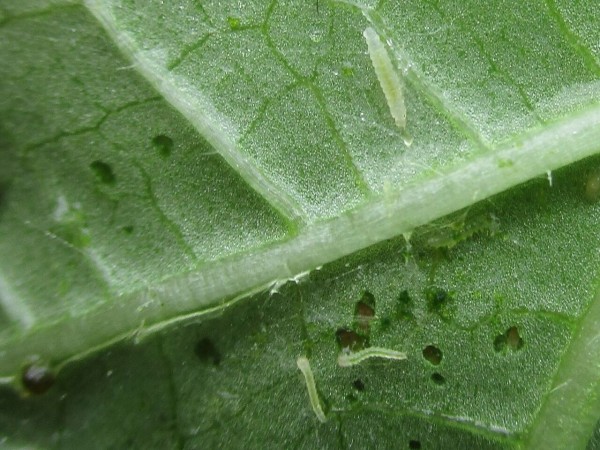 オクラの害虫 ワタノメイガ 大小迫 つむぎの家