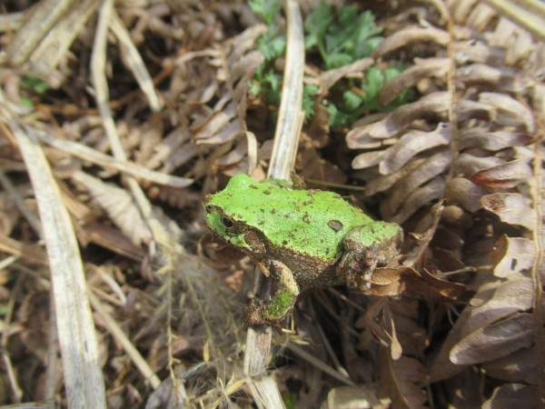 冬眠から覚めた アマガエル その1 大小迫 つむぎの家