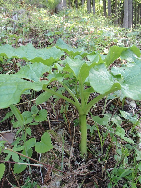 美味しい鱗茎 オオウバユリ 大小迫 つむぎの家