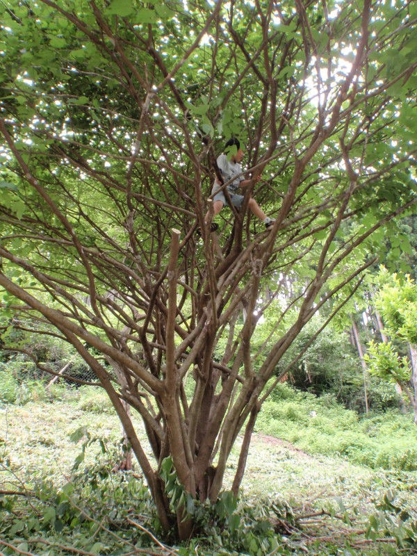 クワの木の剪定 : 大小迫 つむぎの家