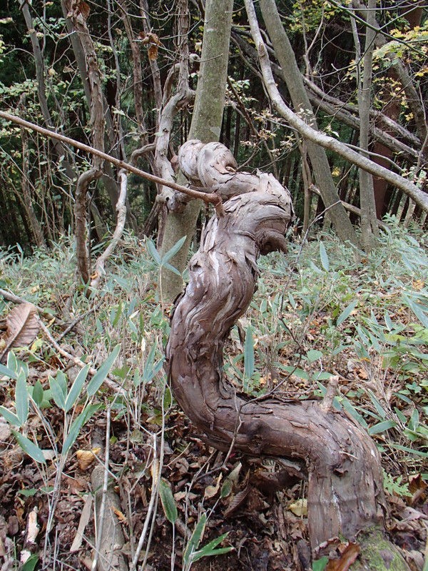 ツル植物 サルナシ 大小迫 つむぎの家