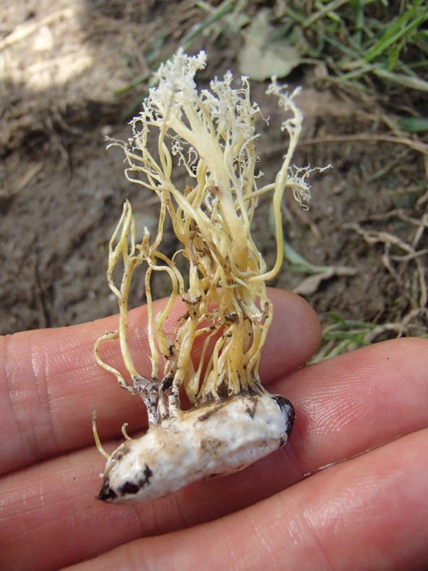ケムンパス 冬虫夏草　 ハナサナギタ Ｂ,Ｃ,Ｆ ３点 冬虫夏草「ハナサナギタケ」 : 大小迫 つむぎの家