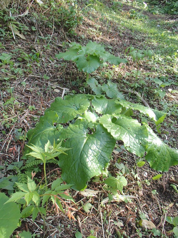 美味しい鱗茎 オオウバユリ 大小迫 つむぎの家