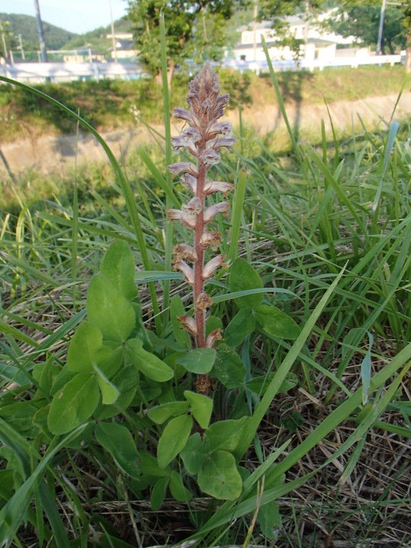 寄生植物 ヤセウツボ 大小迫 つむぎの家