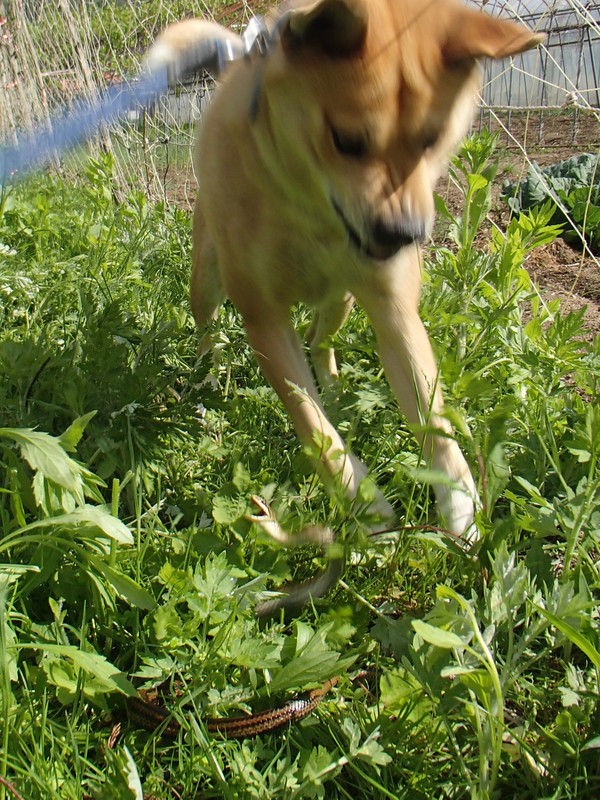 犬とシマヘビの戦い 大小迫 つむぎの家