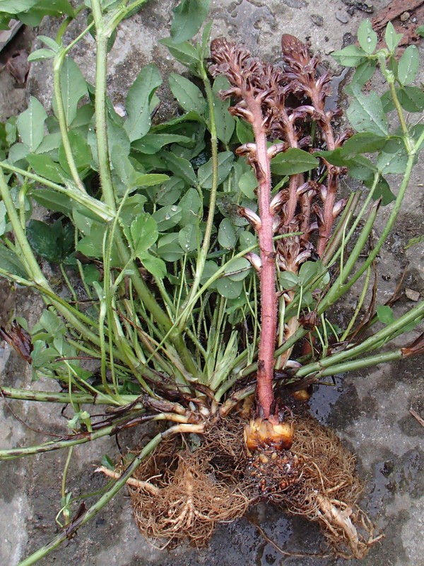 寄生植物 ヤセウツボ 大小迫 つむぎの家