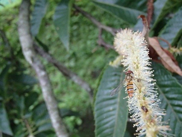 クリの木に集まる虫たち 大小迫 つむぎの家