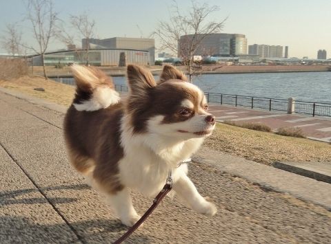 雨宿りでパンケーキ 豊洲 オススメ おでかけ レストラン