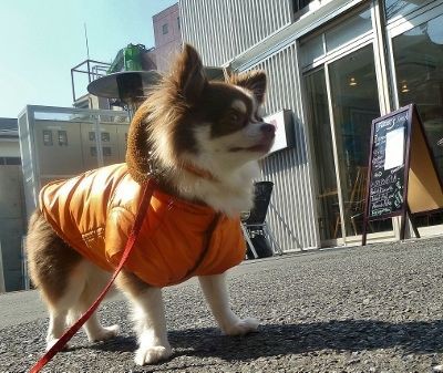 ぽかぽかテラスでランチ 原宿 閉店 オススメ おでかけ レストラン