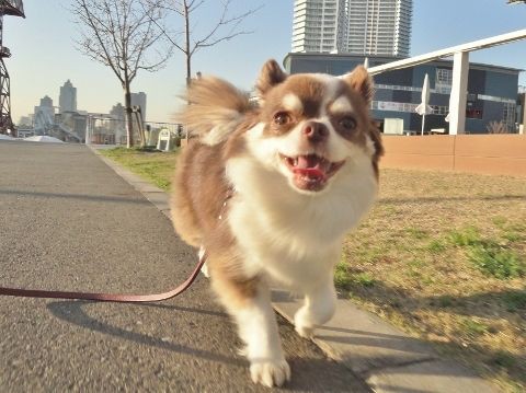 雨宿りでパンケーキ 豊洲 オススメ おでかけ レストラン