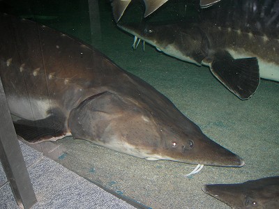 最高の琵琶湖 サメ 魚のすべて