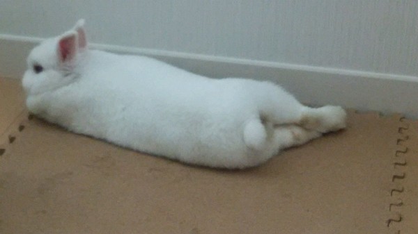 ウサギ想像妊娠 なんとなくラジコン飛行機