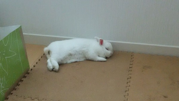 ウサギ想像妊娠 なんとなくラジコン飛行機