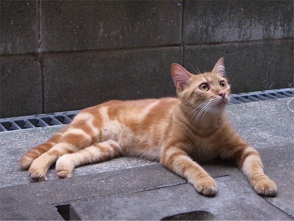 福岡 アメショー柄の猫の里親募集中です あたしだ