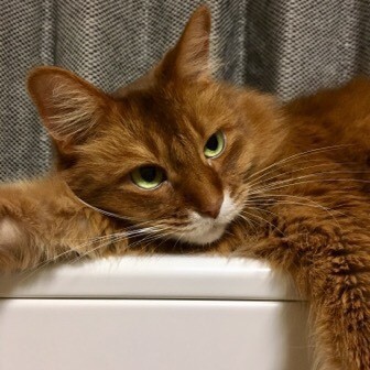 無印良品 ファイルボックスのペットシーツ収納 フツウノコト