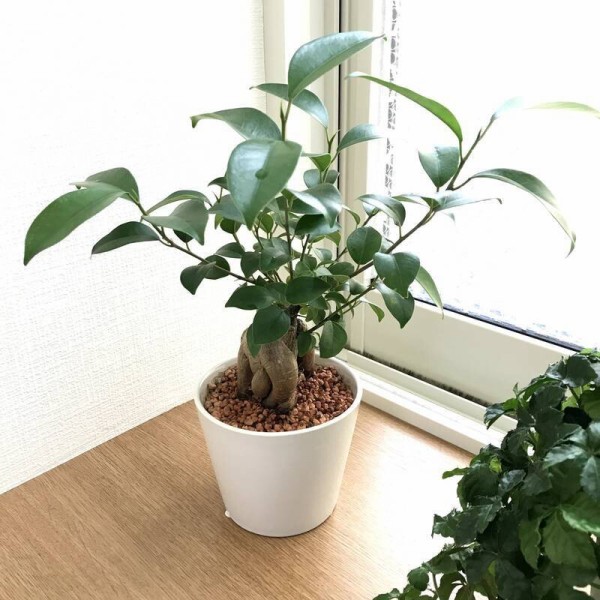 MUJI アルテシマ 13号 無印良品 観葉植物 ディスプレイ 雑貨 植木