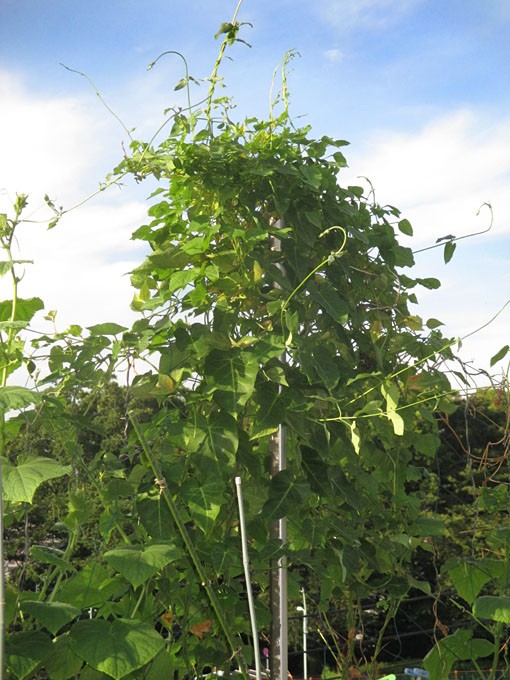 四角豆栽培 Heyモーの家庭菜園を楽しむ