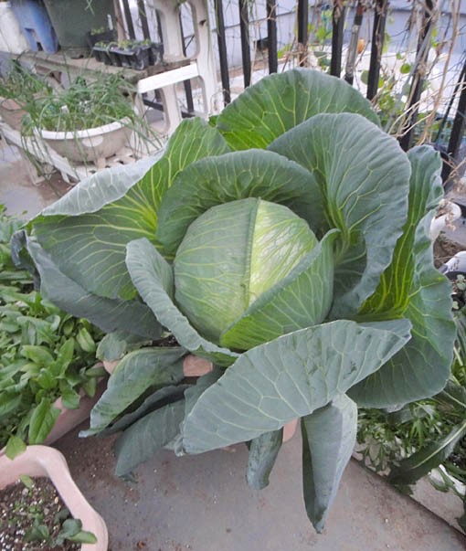 プランター栽培の超大球キャベツ Heyモーの家庭菜園を楽しむ