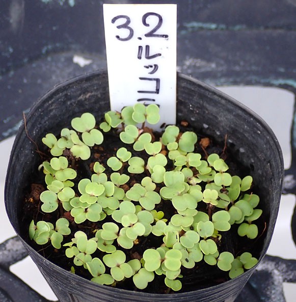 ルッコラ発芽 唐辛子やニラの種蒔き トマトやキャベツを無肥料土に植え替え Heyモーの家庭菜園を楽しむ