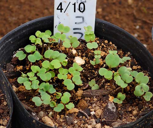 ルッコラ ささげ 枝豆 玉ねぎ Heyモーの家庭菜園を楽しむ