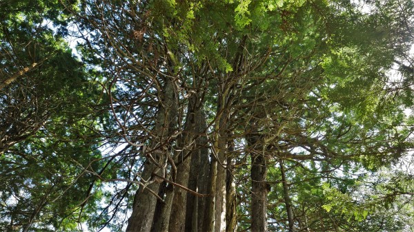 金木町 十二本ヤス 奇妙な木を見て来た 巨木 ゆきと支配人のブログ
