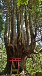 金木町 十二本ヤス 奇妙な木を見て来た 巨木 ゆきと支配人のブログ