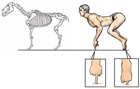 おもしろ 馬の脚の構造を人間で例えたイラスト 話題の画像祭り Funny Image