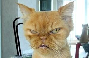 動物 こんなに表情豊かな猫はじめて見たwww 話題の画像祭り Funny Image 動物 こんなに表情豊かな猫はじめて見たwww 話題の画像祭り Funny Image