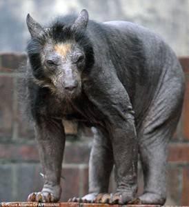 動物 毛を刈られたパンダ普通に怖い 話題の画像祭り Funny Image 動物 毛を刈られたパンダ普通に怖い 話題の画像祭り Funny Image