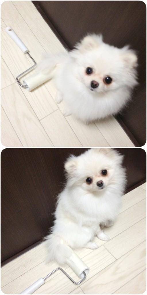 動物 走るお掃除ポメラニアンがレベルアップ 話題の画像祭り Funny Image