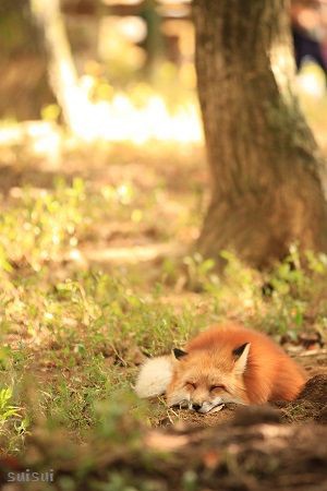 秋のキツネその1 キツネ村 すいすい写真館 秋のキツネその1 キツネ村 すいすい写真館