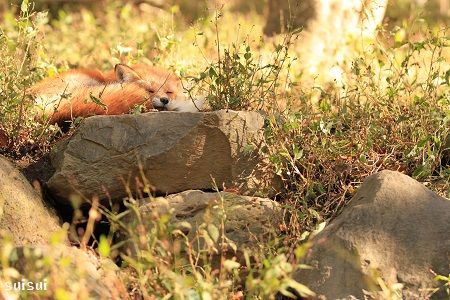 秋のキツネその３ キツネ村 すいすい写真館