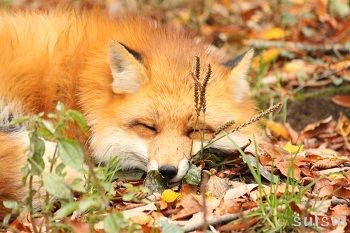 秋のキツネ/キツネ村 : すいすい写真館