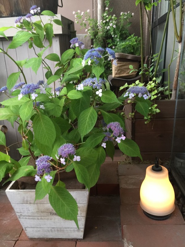 いとうせいこう著 自己流園芸ベランダ派 ヤマアジサイ 甘茶 は今が見ごろ 新緑に青紫が映えて美しい 水をよく吸い上げるアジサイを見ると この本を思い出します L O H A S Y 天然生活 天然素材に ハマってます