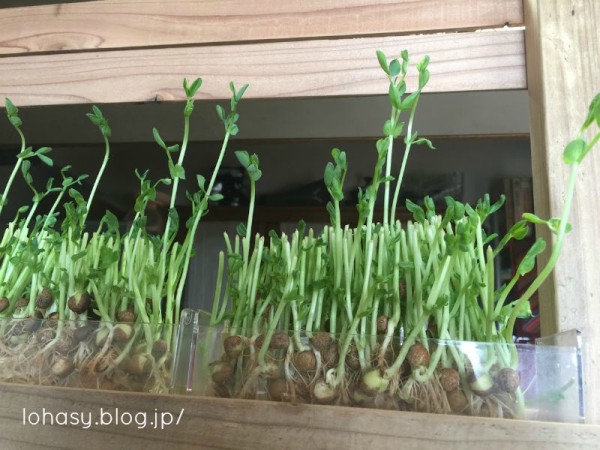 再生野菜 豆苗 残った根を水に浸して６日で成長 ぐんぐん伸びる芽を観察するのが楽しいし グリーンが綺麗だから家のキッチンには欠かせません L O H A S Y 天然生活 天然素材に ハマってます