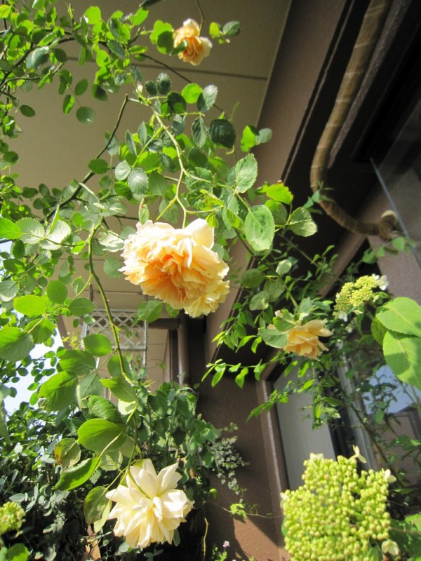 オールドローズの丸い花と強い香りに憧れて ベランダで最初に育てたバラは アプリコット色 四季咲きでトゲが少ない半ツル性のイングリッシュローズ ティー クリッパー L O H A S Y 天然生活 天然素材に ハマってます